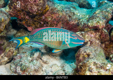 Un feu rouge, des poissons perroquet Sparisoma viride, terminal phase mâle, Bonaire, Antilles néerlandaises, des Caraïbes. Banque D'Images