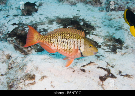 Un perroquet, Sparisoma redtail chrysopterum, féminin ou masculin, de la phase initiale de Bonaire, Antilles néerlandaises, des Caraïbes. Banque D'Images