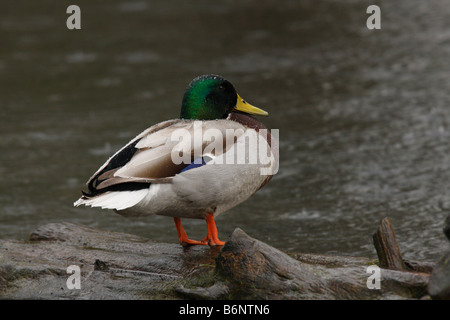 Canard colvert mâle, Anas platyrhynchos Banque D'Images