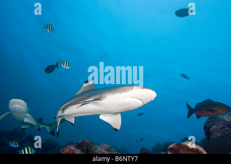 Requin Carcharhinus melanopterus requin, Yap, Micronésie,. Banque D'Images