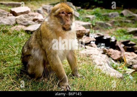 Singe Macaque de Barbarie assis Banque D'Images