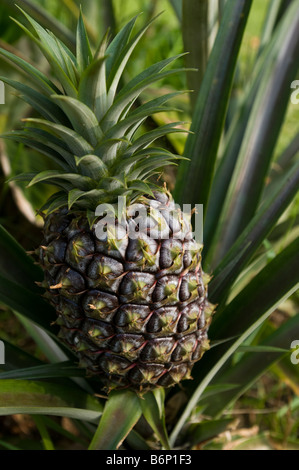 L'Ananas plante poussant dans Hawaii Banque D'Images