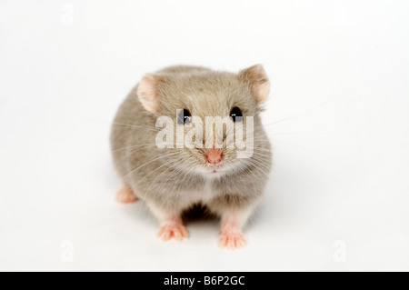 Campbell du hamster nain russe Phodopus campbelli opal Banque D'Images