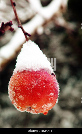 Image d'une pomme rouge suspendu à une branche d'arbre recouvert de glace et la neige commence à fondre avec quelques gouttes tomber sur le b Banque D'Images