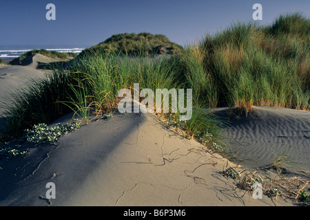 Dunes de sable et les graminées côtières au Mad River Beach Arcata Humboldt County en Californie Banque D'Images