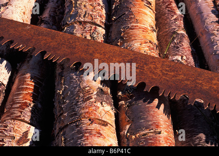 Rusty a vu sur le bouleau à papier se connecte également connu comme le canoë et le bouleau blanc Betula papyifera Eklutna Alaska Banque D'Images