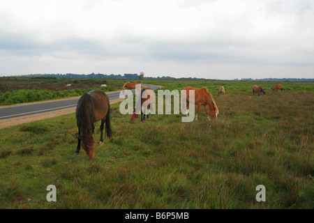 Poneys New Forest près de pâturage Brockenhurst Hampshire England UK Banque D'Images