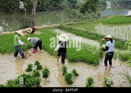 Les femmes chinoises de riz de plantation sur les rives de la rivière Li près de Yangshuo, Guangxi, Chine région Banque D'Images