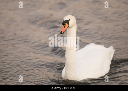 Cygne muet dérive Banque D'Images