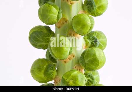 Choux de Bruxelles à gauche de l'arbre sur la tige pour préserver la fraîcheur cultivé dans le Lincolnshire pour Sainsburys vendus au Royaume-Uni Banque D'Images