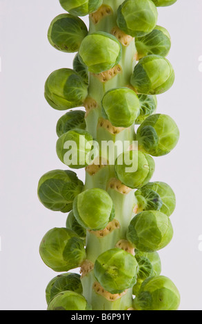 Choux de Bruxelles à gauche de l'arbre sur la tige pour préserver la fraîcheur cultivé dans le Lincolnshire pour Sainsburys vendus au Royaume-Uni Banque D'Images