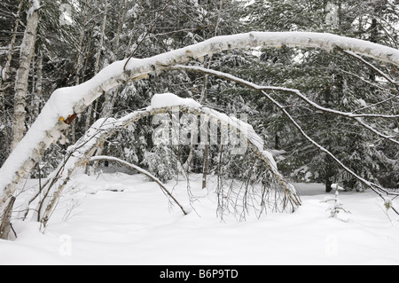 Les bouleaux après une tempête de neige Banque D'Images