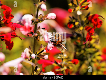 Salvia Coccinea fleurs et un bourdon Banque D'Images