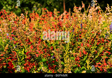 Dame en rouge et Corail fleurs Salvia nymphe. Banque D'Images