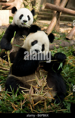 Deux ours panda intérieur Chengdu Panda' centre de reproduction Banque D'Images