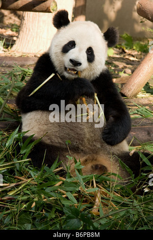 Panda mignon se nourrissant de bambou en Chine Chengdu Banque D'Images