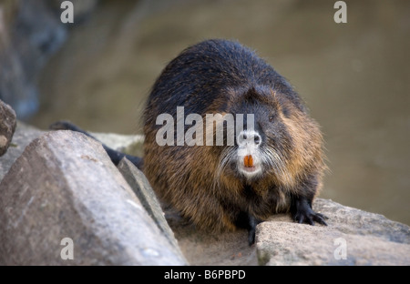 Le ragondin ragondin - Myocastor coypus Banque D'Images