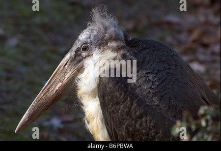 Flamant rose (Phoenicopterus ruber crumeniferus Marabou Stork - Banque D'Images