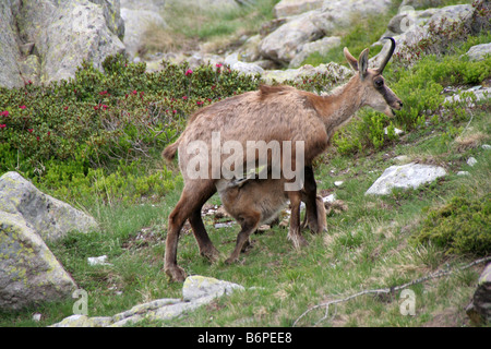 Mère chamois nourrissant ses petits dans le Parc National du Mercantour France Alpes Maritimes Banque D'Images