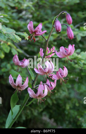 Lis Martagon lilium martagona dans les Alpes Maritimes Banque D'Images