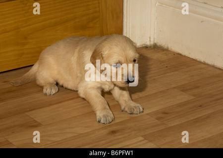 Trickett Golden Retriever chiot mâle 4 semaines Yorkbeach Bac à sable pose dans le coin de la salle de mise bas. Banque D'Images