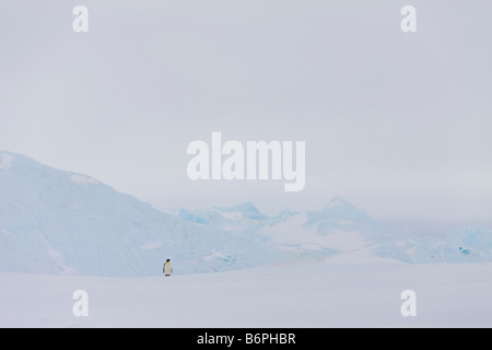 1 petit manchot empereur solitaire est perdu dans de vastes paysages de neige blanc bleu pâle, la glace fond sur le terrain Banque D'Images