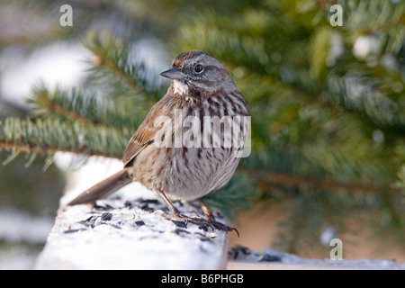 Bruant chanteur Melospiza melodia kenaiensis Homer Péninsule Kenai Alaska Etats-unis adultes Février EMBERIZIDAE Banque D'Images