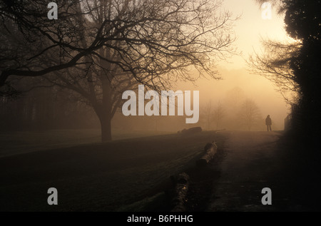 Chemin menant vers les arbres d'hiver Banque D'Images