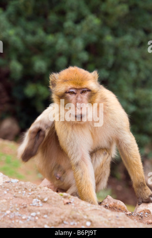 Azilal Maroc Barbary Macaque Macaca sylvanus rayer Banque D'Images