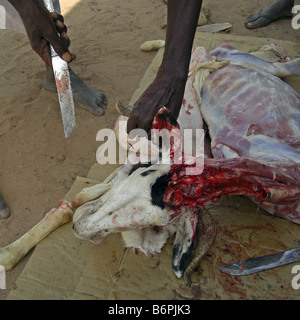 Tabaski ou l'Aïd Al Adha. L'abattage d'une chèvre dans un sacrifice rituel.La Gambie, Afrique de l'Ouest. Banque D'Images