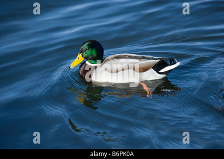 Canard colvert à Sandy Water Park, Llanelli, West Wales Banque D'Images