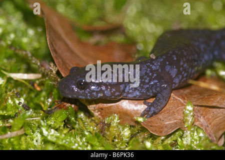 Ambystoma laterale - la salamandre à points bleus Banque D'Images