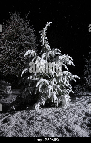 La neige qui tombe sur l'arbre dans la nuit Banque D'Images