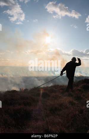 Un agent immobilier heather burns sur la York Moors qui facilite en rejuvenation Banque D'Images