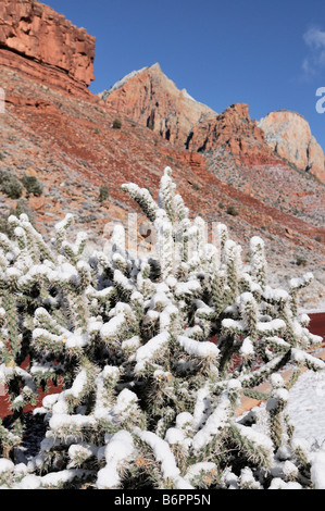 Première neige de la saison, le paysage désertique et poussières Cholla Cactus de Zion National Park en Utah à la fin de l'automne Banque D'Images