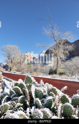 Première neige de la saison, le paysage désertique et poussières Prickley Pear Cactus de Zion National Park en Utah à la fin de l'automne Banque D'Images