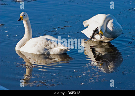 L'HIVER SUR LE LAC DES CYGNES Banque D'Images