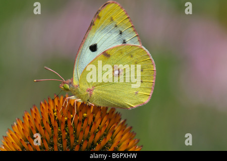 Jaune pâle brouillé (Colias hyale) sur l'échinacée Banque D'Images
