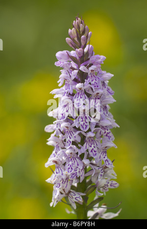 Heath spotted orchid (Dactylorhiza maculata s.l.), la floraison, l'Allemagne, la Sarre Banque D'Images