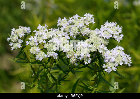 Virginia Mountain (Pycnanthemum virginianum), la floraison Banque D'Images