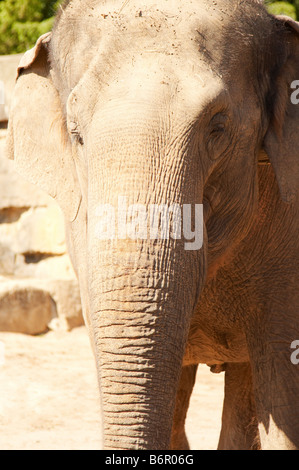 éléphant dans le zoo Banque D'Images