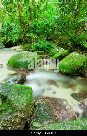 Wurumbu Creek est un petit cours d'eau dans la section de Mossman Gorge, parc national de Daintree, Queensland, Australie Banque D'Images