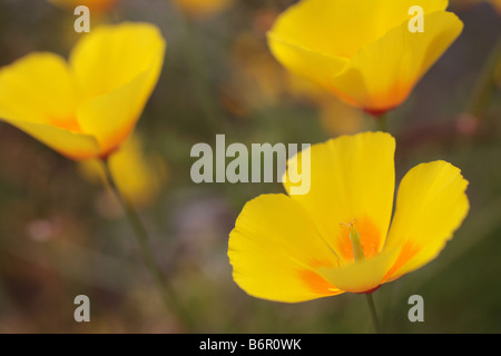 Escholtzia californica Pavot de californie 'tête' fleur jaune. Banque D'Images