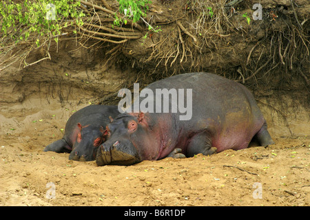 Hippopotame, hippopotame, hippopotame commun (Hippopotamus amphibius), femelle et son veau, l'Afrique Banque D'Images