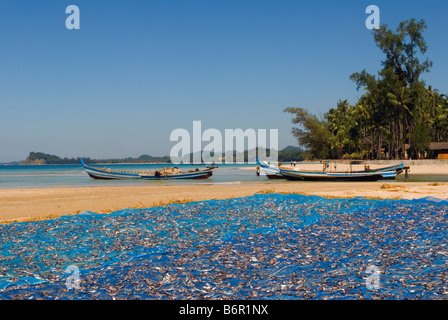 Près de la plage de Ngapali en Birmanie Myanmar Thandwe le séchage du poisson Jade Taw Sud province Rakhaing village Banque D'Images