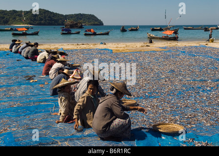 Près de la plage de Ngapali en Birmanie Myanmar Thandwe Femmes trier le poisson séché Jade Taw village Ngapali beach Southern Rakhaing prov Banque D'Images