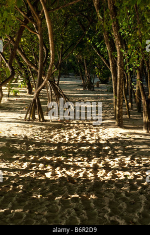Chemin de sable avec des empreintes par vegitation sur Maldives Resort island. Banque D'Images