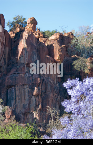 Jacarandas,Waterburg, Wilderness Lodge, la Namibie, l'Afrique de l'Ouest Banque D'Images