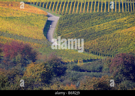 Trajectoire du champ serpentant à travers vignes colorées en automne, Allemagne Banque D'Images