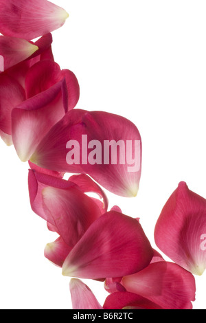 Jardin rose pétales de rose isolated on white Banque D'Images